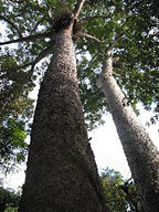 GIANT PINES AT LAKE BARRINE