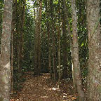 FOREST WALK AT LAKE BARRINE
