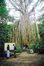 CATHEDRAL FIG 