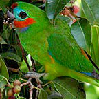 FIG PARROT