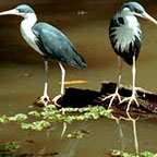 HERONS