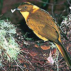 GOLDEN BOWER BIRD
