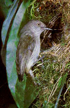 MOUNTAIN THORNBILL