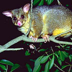 BRUSHTAIL POSSUM