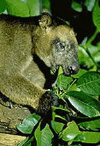 LUMHOLTZ TREE KANGAROO