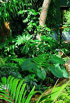 SURROUNDED BY TROPICAL GARDENS
