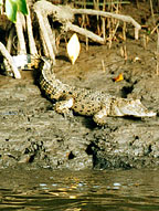SPOT A CROCK ALONG THE WAY