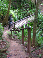 10 MINUTE WALK THROUGH THE RAINFOREST