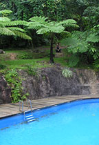 SWIMMING POOL SUROUNDED BY LUSH RAINFOREST