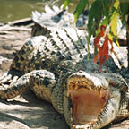 SPOT CROCODILES IN THEIR NATURAL HABITAT