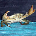MUD CRAB