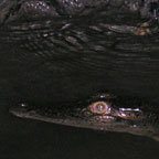 JUVENILE CROC IN THE SPOTLIGHT