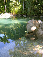 LARGE TROPICAL POOL