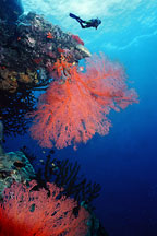 7 Day Cod Hole & Coral Sea
