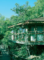 TREE HOUSE