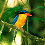 PARADISE KINGFISHER