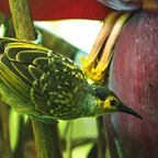 HONEY EATER