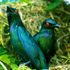 STARLINGS