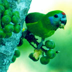 FIG PARROT