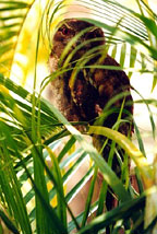 PAPUAN FROGMOUTH
