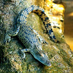 BABY CROCK ON THE DAINTREE RIVER