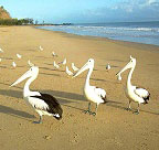 PELICANS ON THE BEACH