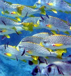 EXPLORE THE REEF