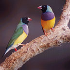 GREAT FOR BIRDWATCHERS