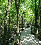 MANGROVE BOARDWALK