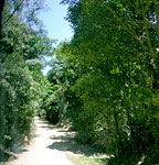 BLOOMFIELD TRACK