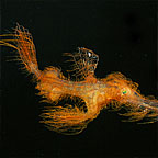 HAIRY GHOST PIPE FISH