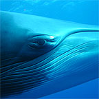 DWARF MINKE WHALE