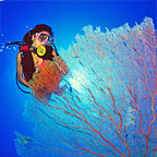 GIANT GORGONIAN FAN