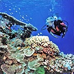 EXPLORE THE GREAT BARRIER REEF