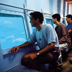 VIEW THE REEF FROM THE COMFORT OF THE SEMI SUB