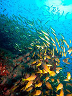 SCHOOL OF AMETHYST FISH