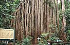 GIANT CURTAIN FIG TREE