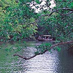 DAINTREE RIVER CRUISE