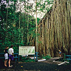 GIANT CURTAIN FIG TREE