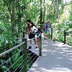 RAINFOREST WALKS