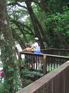 RAINFOREST WALK