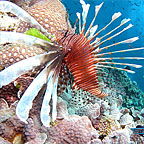 LIONFISH
