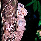 WATER DRAGON