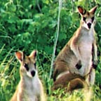 WALLAROOS