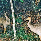 CASSOWARY CHICKS