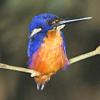AZURE KINGFISHER