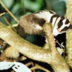 STRIPED POSSUM