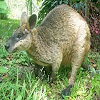 NORTHERN SWAMP WALLABY