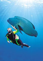 'WALLY'  FRIENDLY MAORI WRASSE