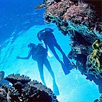 UPTO 3 SCUBA DIVES AVAILABLE